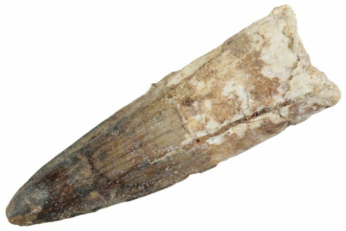 Fossil Spinosaurus Tooth - Real Dinosaur Tooth #368071